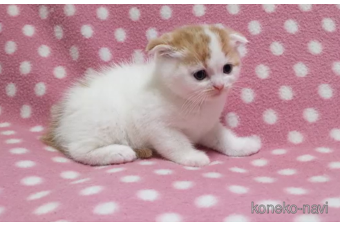 成約済の愛知県のスコティッシュフォールド(折れ耳)-86125の2枚目